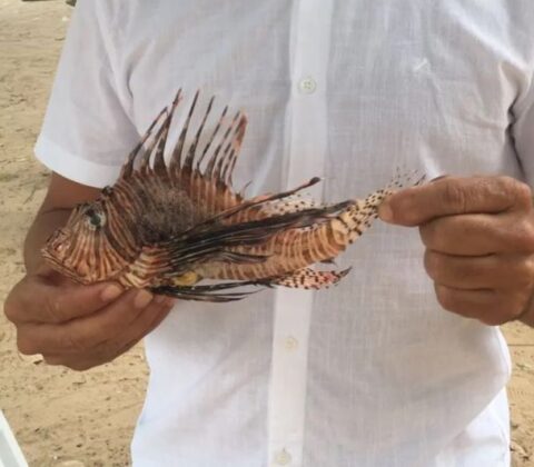 Imagem do post Prefeitura de Lauro de Freitas alerta para risco de peixe-leão nas praias do município