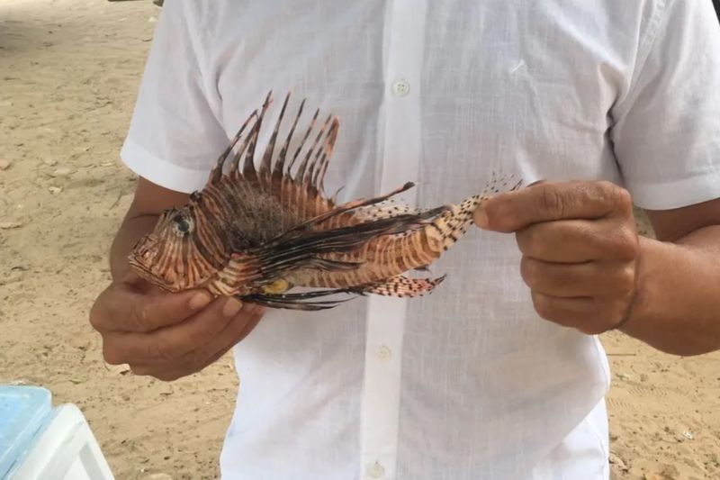 Prefeitura de Lauro de Freitas alerta para risco de peixe-leão nas praias do município