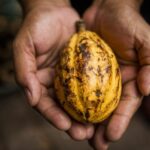 Nova medida do governo Lula vai acelerar venda de cacau na Bahia e no Pará