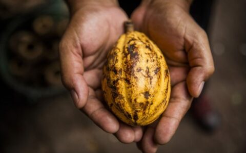 Imagem do post Nova medida do governo Lula vai acelerar venda de cacau na Bahia e no Pará