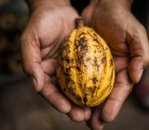 Imagem do post Nova medida do governo Lula vai acelerar venda de cacau na Bahia e no Pará
