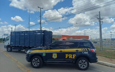 Imagem do post PRF retira animais da BR-407 para evitar acidentes graves