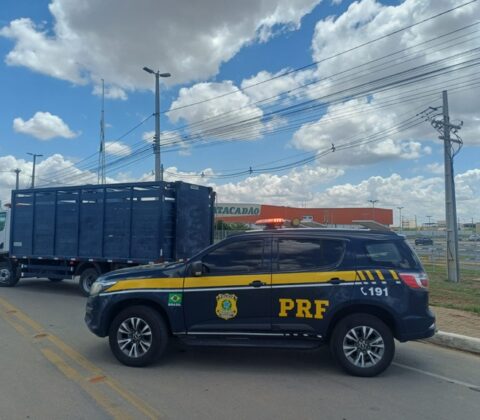 Imagem do post PRF retira animais da BR-407 para evitar acidentes graves