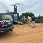 PRF retira animais soltos na BR-407 e evita acidentes graves no norte da Bahia