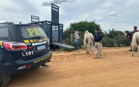 Imagem do post PRF retira animais soltos na BR-407 e evita acidentes graves no norte da Bahia