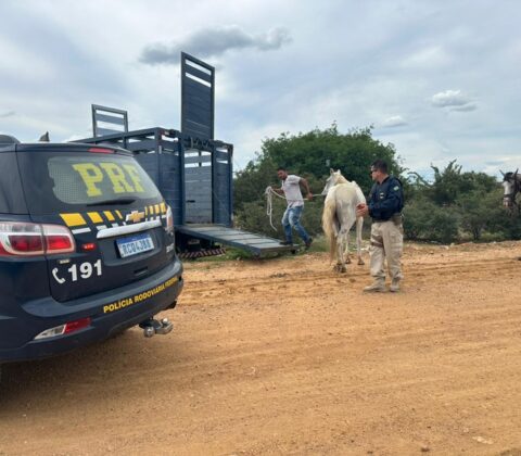 Imagem do post PRF retira animais soltos na BR-407 e evita acidentes graves no norte da Bahia