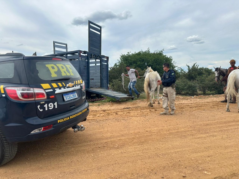PRF retira animais soltos na BR-407 e evita acidentes graves no norte da Bahia