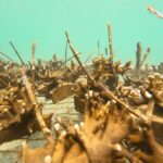 Projeto Mares retoma ações de restauração coralínea e Educação Ambiental na Ilha de Itaparica