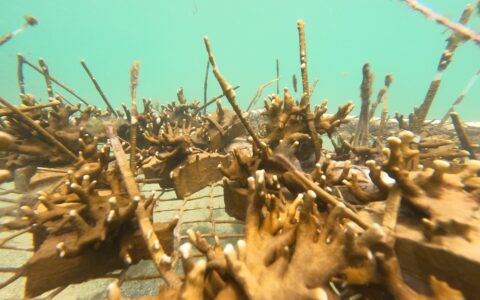 Imagem do post Projeto Mares retoma ações de restauração coralínea e Educação Ambiental na Ilha de Itaparica