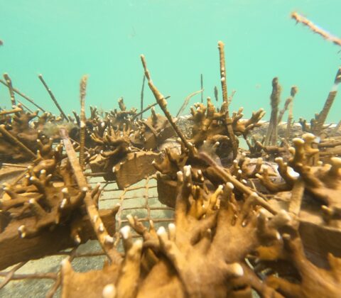 Imagem do post Projeto Mares retoma ações de restauração coralínea e Educação Ambiental na Ilha de Itaparica