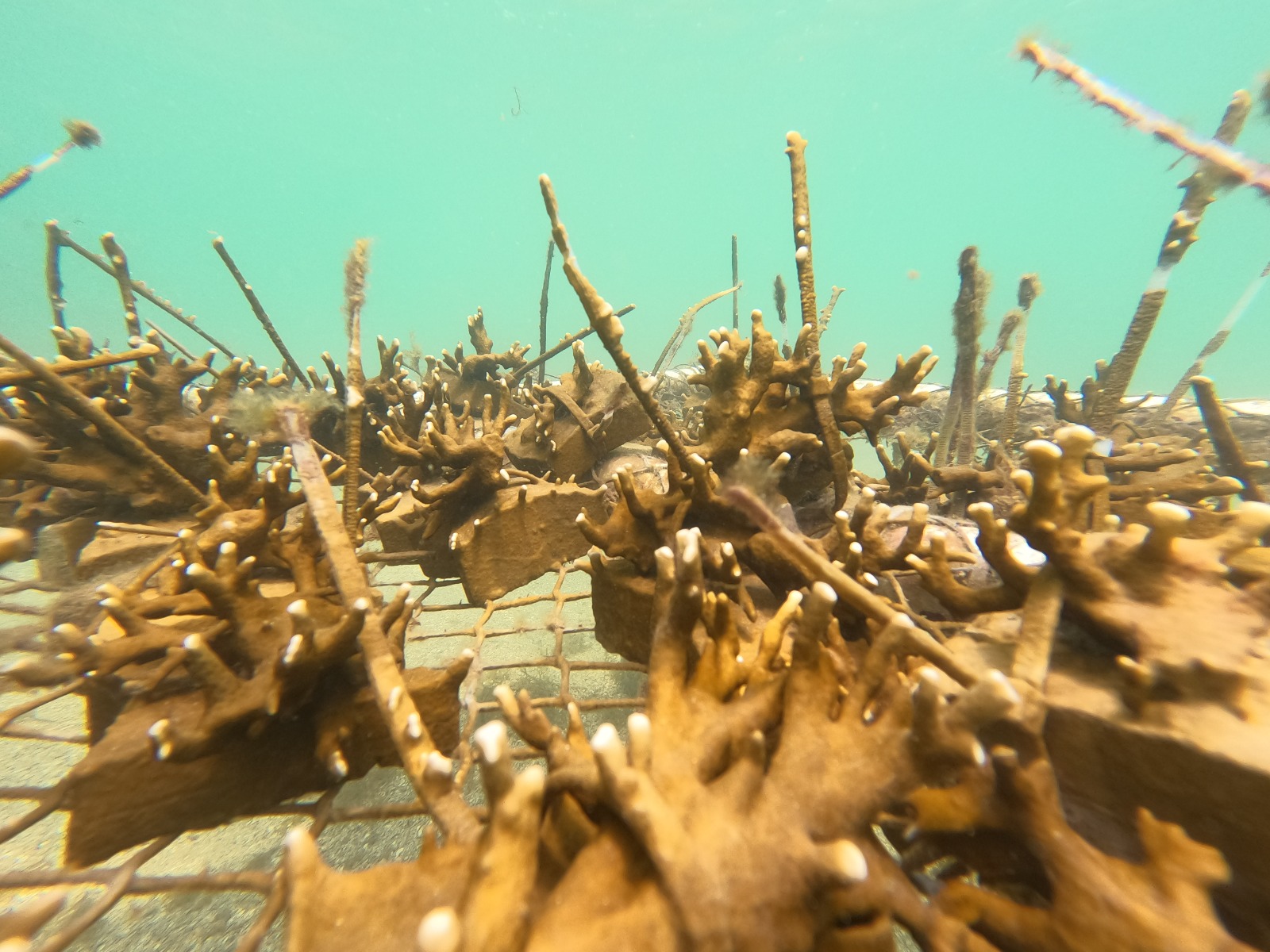 Projeto Mares retoma ações de restauração coralínea e Educação Ambiental na Ilha de Itaparica
