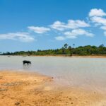 Ceará concentra 76% da destruição de restinga na Mata Atlântica, aponta estudo