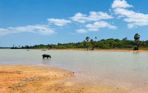Imagem do post Ceará concentra 76% da destruição de restinga na Mata Atlântica, aponta estudo