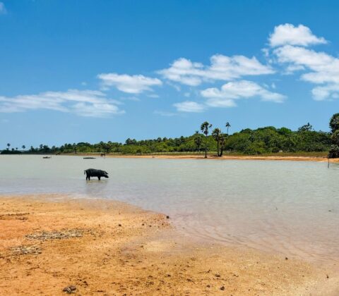 Imagem do post Ceará concentra 76% da destruição de restinga na Mata Atlântica, aponta estudo