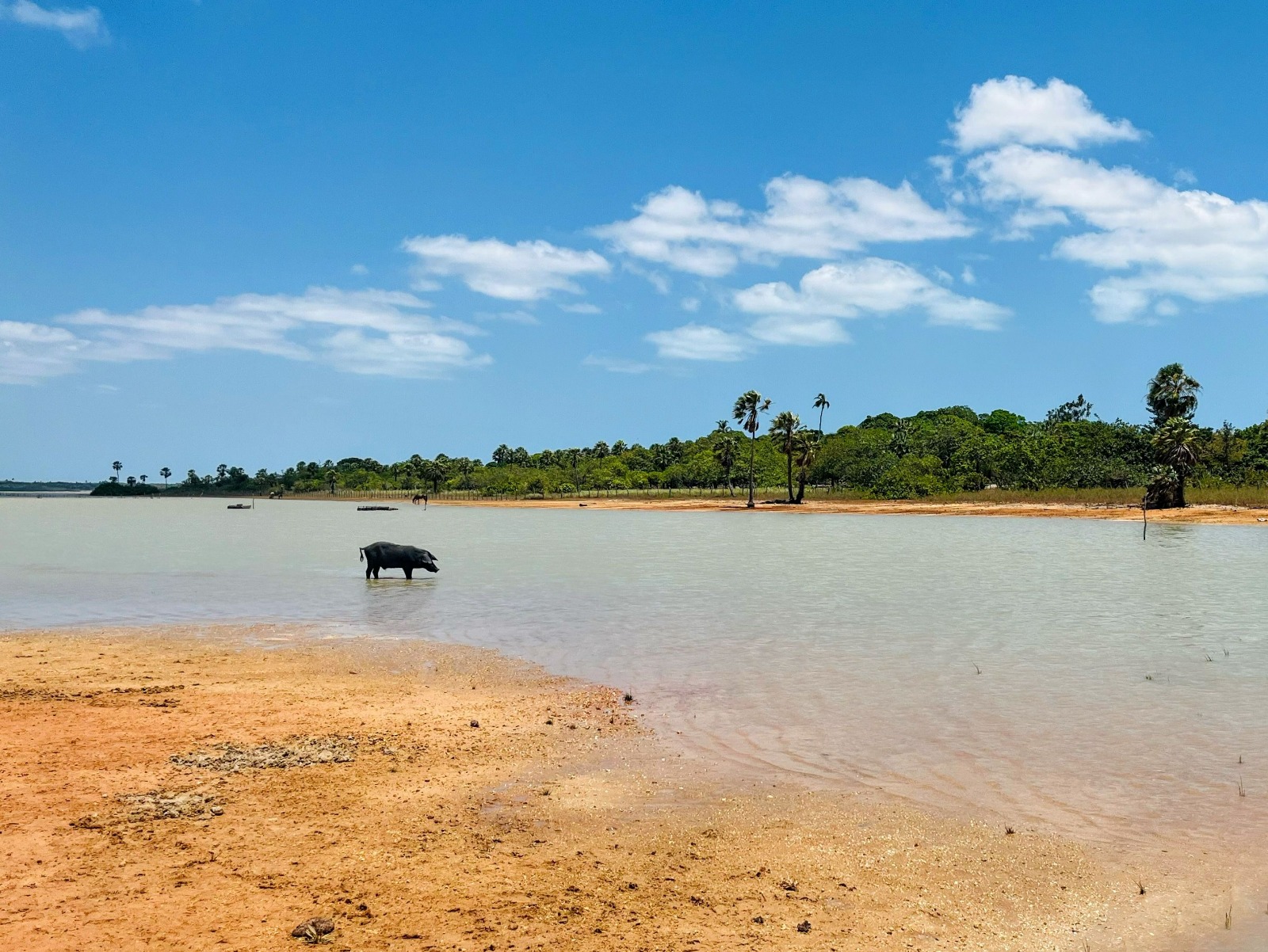 Ceará concentra 76% da destruição de restinga na Mata Atlântica, aponta estudo