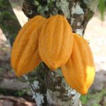 Governo da Bahia celebra avanço em projeto que valoriza o cacau nos chocolates