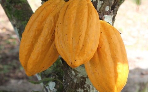 Imagem do post Governo da Bahia celebra avanço em projeto que valoriza o cacau nos chocolates