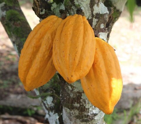 Imagem do post Governo da Bahia celebra avanço em projeto que valoriza o cacau nos chocolates