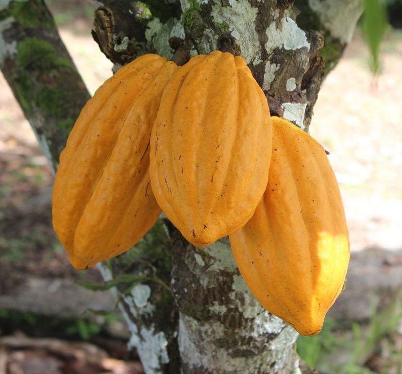 Governo da Bahia celebra avanço em projeto que valoriza o cacau nos chocolates