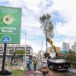 Salvador passa a integrar rede global de cidades reconhecidas por gestão de arborização urbana