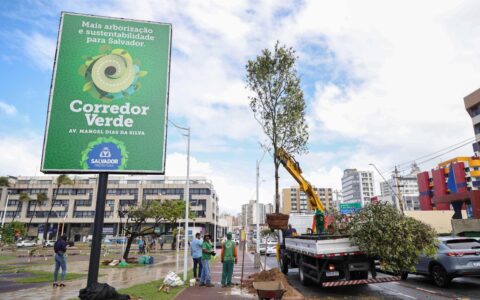 Imagem do post Salvador passa a integrar rede global de cidades reconhecidas por gestão de arborização urbana