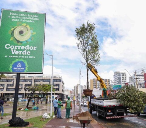 Imagem do post Salvador passa a integrar rede global de cidades reconhecidas por gestão de arborização urbana