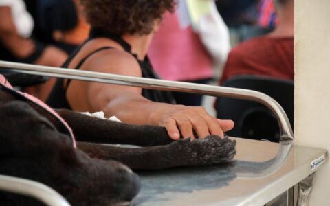 Imagem do post Hospital Veterinário Público de Salvador atinge marca impressionante em 2 anos e conquista reconhecimento da população
