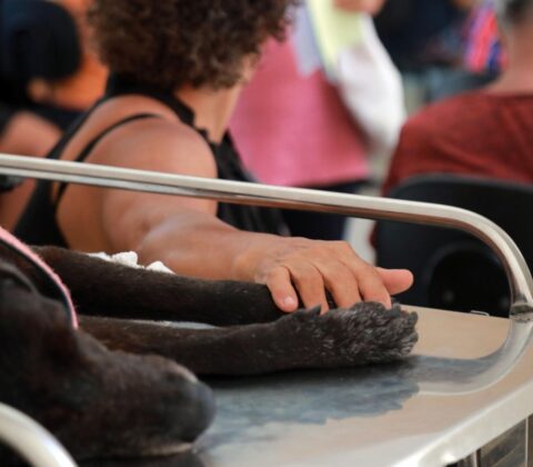 Imagem do post Hospital Veterinário Público de Salvador atinge marca impressionante em 2 anos e conquista reconhecimento da população
