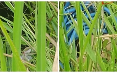 Imagem do post Corpo com pés amarrados é encontrado em matagal em Simões Filho