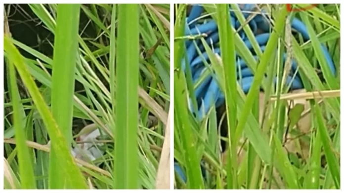 Corpo com pés amarrados é encontrado em matagal em Simões Filho