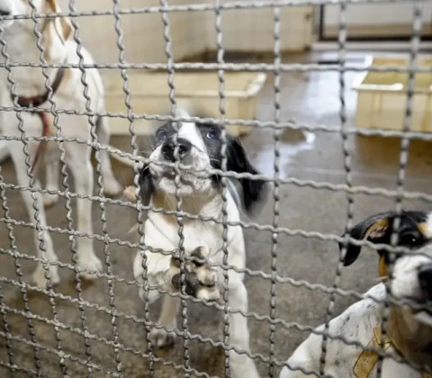 Imagem do post Clínica “de renome” é alvo da PF em Salvador e tem animais resgatados em operação