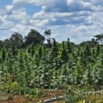 Polícia Civil erradica plantação ilegal de maconha em Bonito