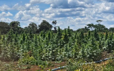 Imagem do post Polícia Civil erradica plantação ilegal de maconha em Bonito