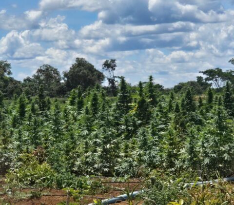 Imagem do post Polícia Civil erradica plantação ilegal de maconha em Bonito
