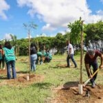 Salvador ganha novas árvores: operação planta mudas em São Cristóvão