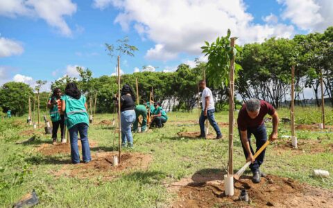 Imagem do post Salvador ganha novas árvores: operação planta mudas em São Cristóvão