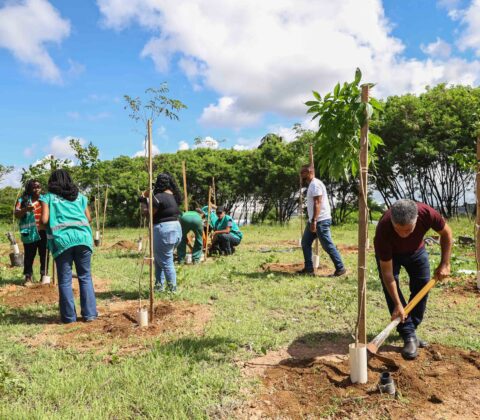 Imagem do post Salvador ganha novas árvores: operação planta mudas em São Cristóvão