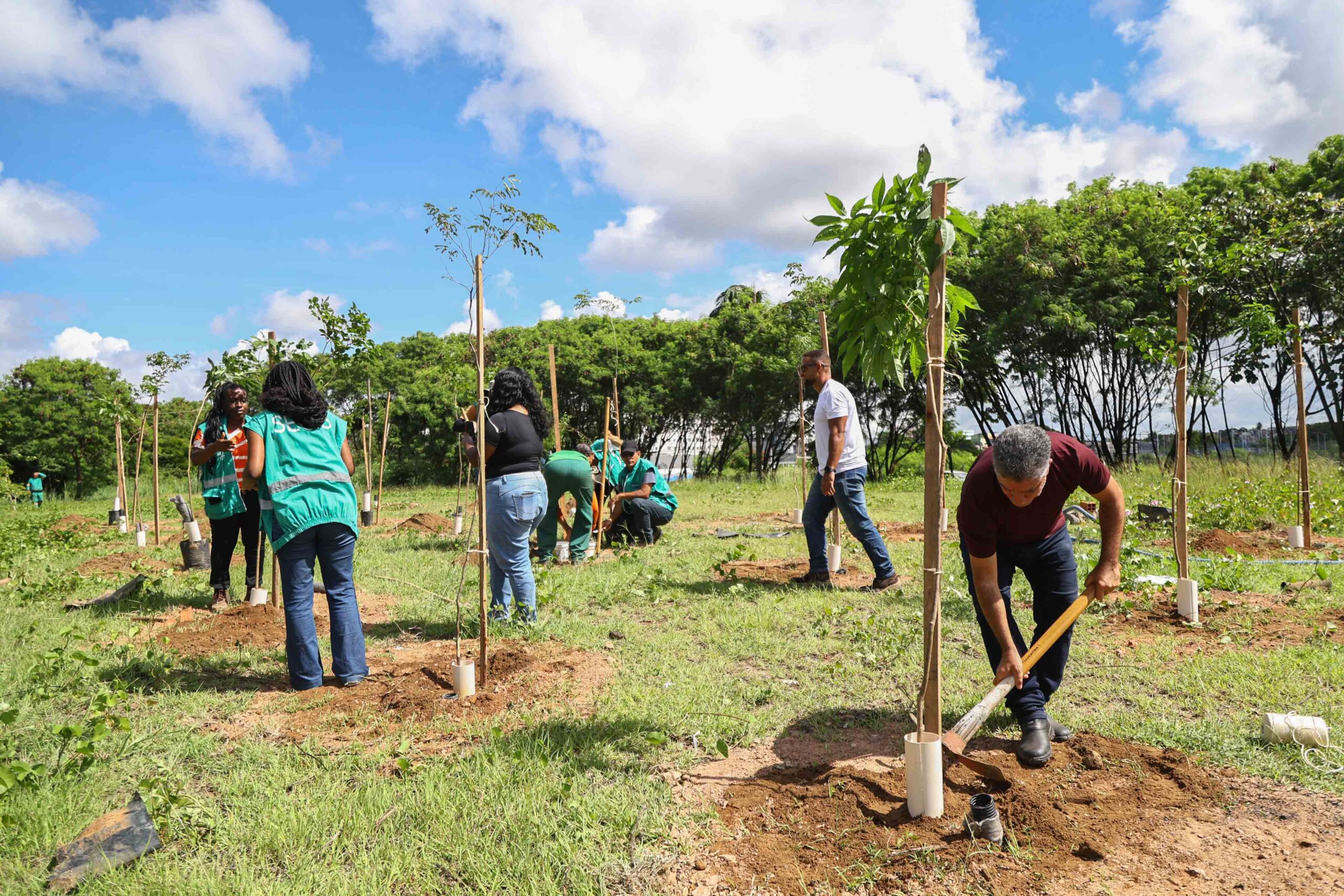 Salvador ganha novas árvores: operação planta mudas em São Cristóvão