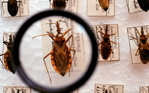 Imagem do post Governo libera R$ 12 milhões para combater a doença de Chagas