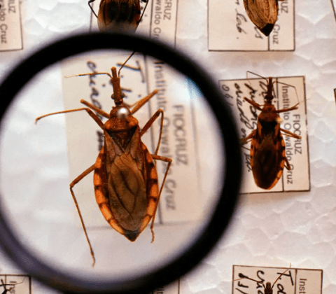 Imagem do post Governo libera R$ 12 milhões para combater a doença de Chagas