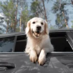 Salvador pode proibir animais sozinhos em carros; multa chega a R$ 100 mil