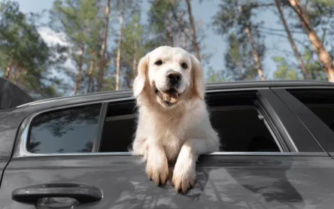 Imagem do post Salvador pode proibir animais sozinhos em carros; multa chega a R$ 100 mil