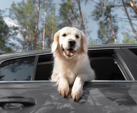 Imagem do post Salvador pode proibir animais sozinhos em carros; multa chega a R$ 100 mil