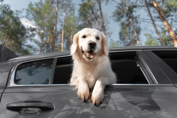 Salvador pode proibir animais sozinhos em carros; multa chega a R$ 100 mil