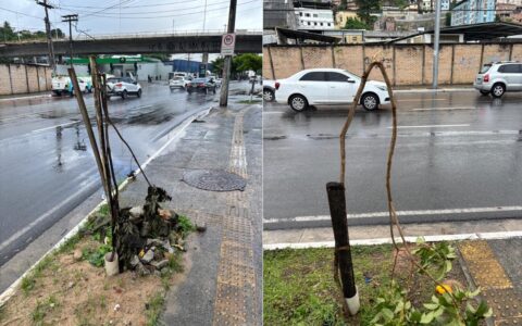 Imagem do post Vandalismo trava arborização em Salvador; prejuízo chega a R$ 3 milhões