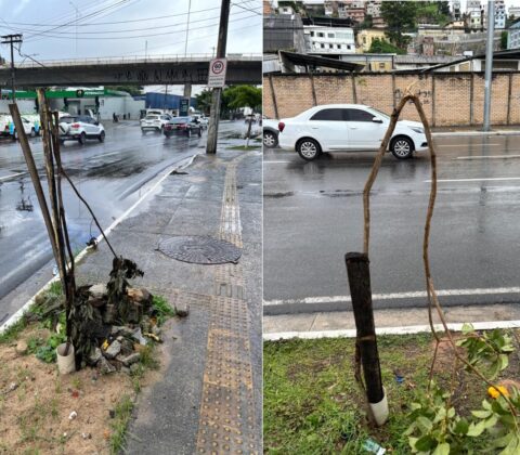 Imagem do post Vandalismo trava arborização em Salvador; prejuízo chega a R$ 3 milhões
