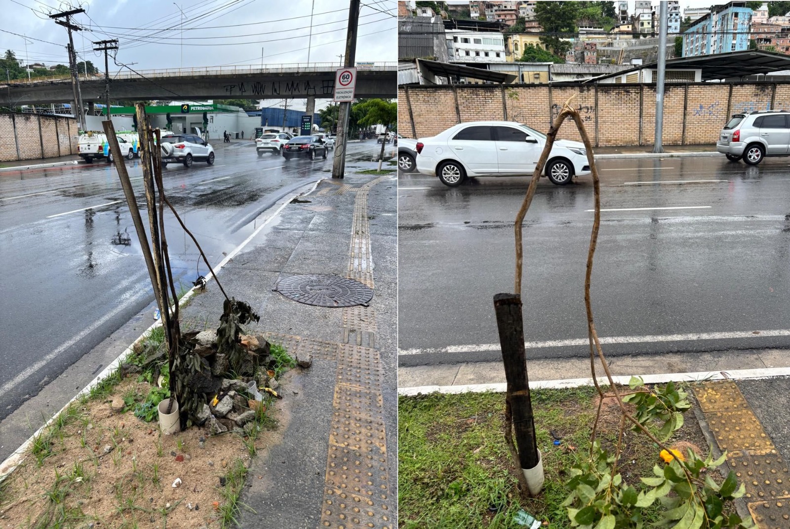 Vandalismo trava arborização em Salvador; prejuízo chega a R$ 3 milhões