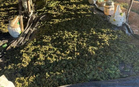 Imagem do post Operação integrada na Bahia erradicou 1 milhão de pés de maconha em 2026