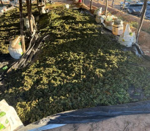 Imagem do post Operação integrada na Bahia erradicou 1 milhão de pés de maconha em 2026