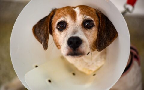 Imagem do post Abandono de animais é crime: Hospital Veterinário de Salvador reforça alerta aos tutores